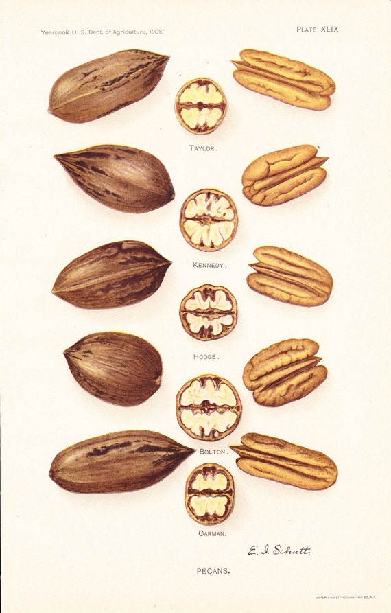 1908 Fruit Print Pecan Varieties Vintage Home Kitchen Food