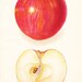 1908 Fruit Print - Bennett Apple - Vintage Home Kitchen Food Decor Plant Art Illustration Great for Framing 100 Years Old