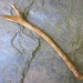 Rare Triple-Tipped Natural Wood Wand - English Ivy - for Faithful Love and Friendship.