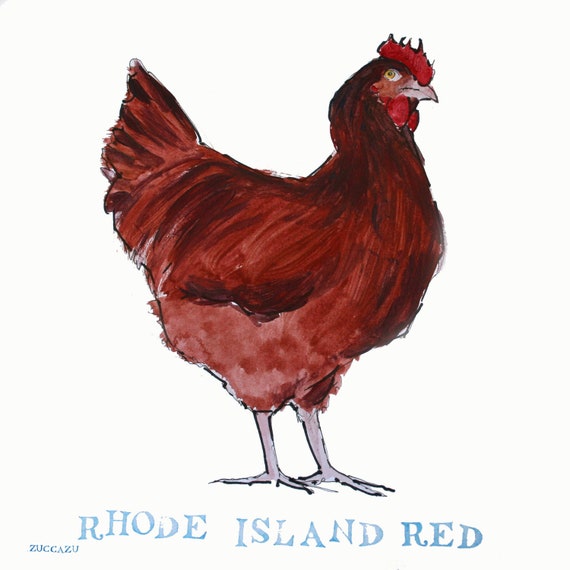 Rhode Island Red Chicken Print by ZUCCAZU on Etsy