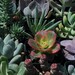 36 Succulent Plants Wedding Centerpieces Favors Bouquets