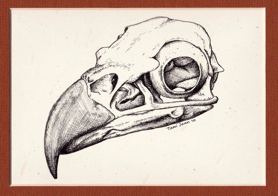 Скелет орла рисунок