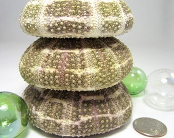 Beach Decor Sea Urchin Shell - Nautical Decor Alfonso Sea Urchin Seashell, 2.5-3.5", 1pc
