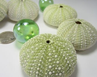 Beach Decor Urchin Seashells - Nautical Decor Green Sea Urchins, Bumpy - 2pc