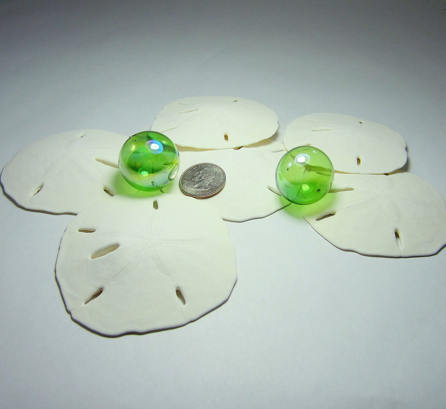 Beach Decor Sand Dollar Shells Nautical Decor XL White Sand