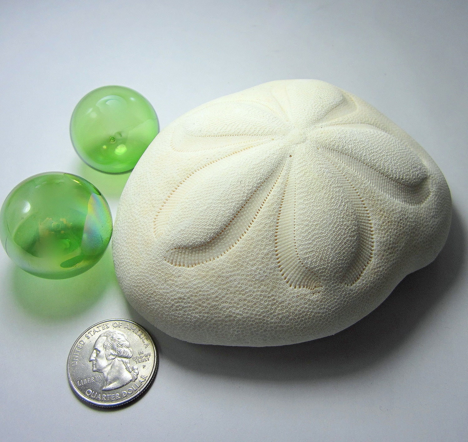 Beach Decor Sea Biscuit Shell Nautical Decor XL Sea Biscuit