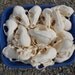 Craft Grade Raccoon Skulls- Lot of 2 Pieces