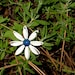 Flower Brooch Vintage Jewelry Retro Blue White Enamel