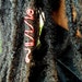 Red Hair Coil Loc Jewelry for Babylocs Sisterlocks, Braids, and Twists