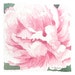 Petite Original Watercolor Flower Art Pink Peony