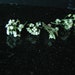 Dried Alyssum Flowers