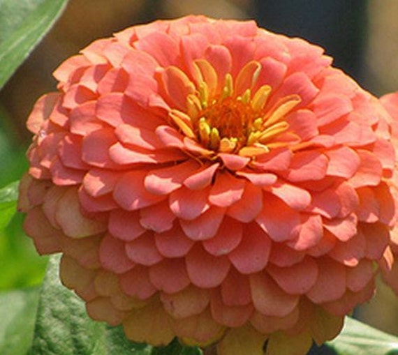 Zinnia Pumila Salmon Zinnia Seeds Elegant Heirloom from