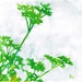 green white parsley herb stencil painting square 8x8