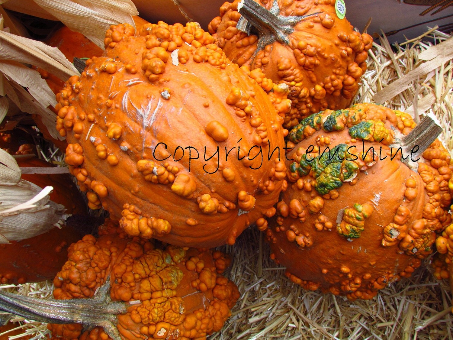 Pumpkins with bumps Great Photo card for Thanksgiving by emshine
