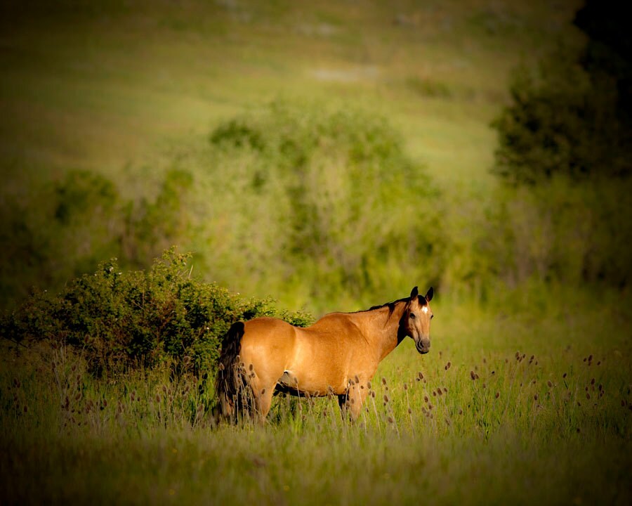 Emerald Green Horse Photograph 8x10 Landscape horse