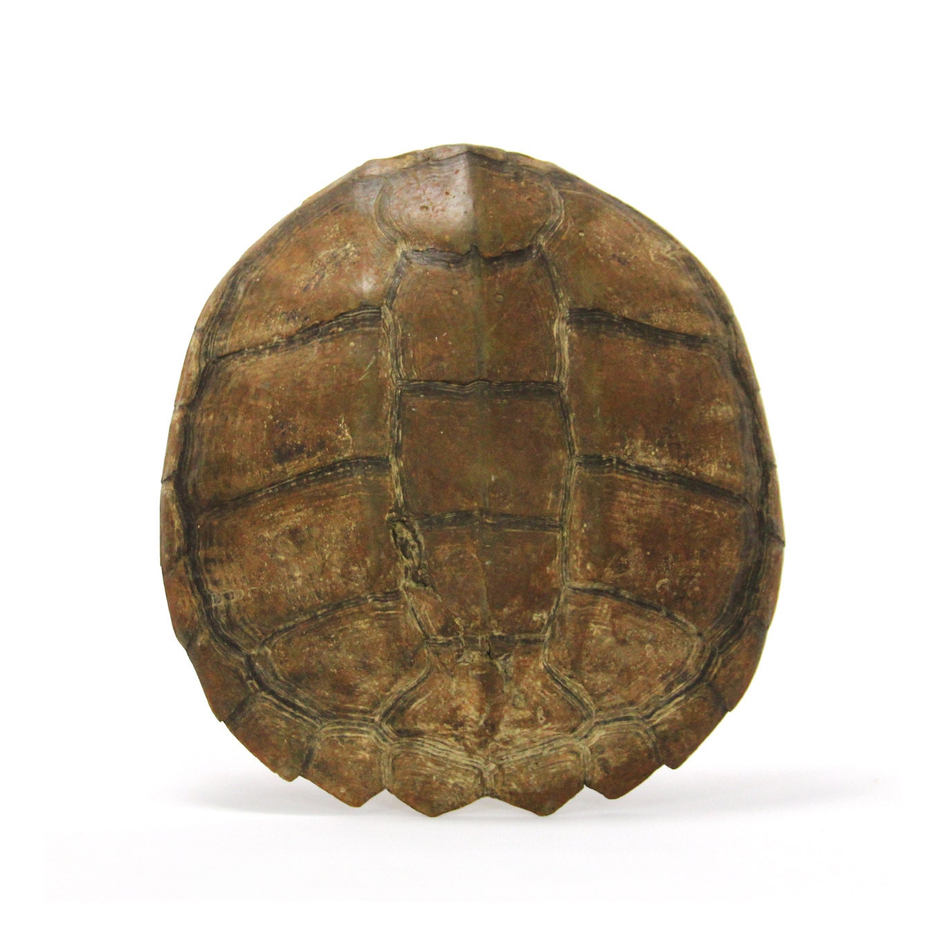 large vintage turtle shell by lacklusterco on Etsy