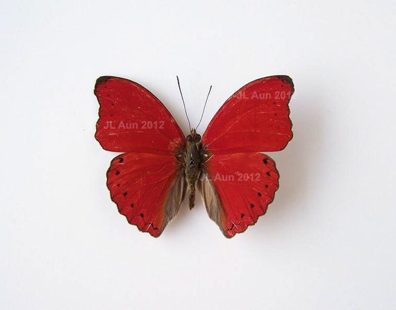 Real Butterfly Specimen Unmounted Ready Spread Red Blood