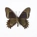 Real Butterfly Specimen Unmounted Ready Spread, Philetas Swallowtail