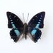 Real Butterfly Specimen Unmounted Ready Spread, Imperial Blue Charaxes