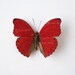Real Butterfly Specimen Unmounted Ready Spread, Red Blood Glider