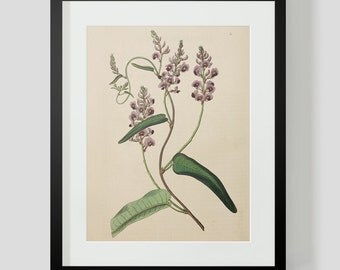 Botanical Print Plate 1336