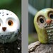 RESERVED for KRUM: Comet & Hedwig the Clay Owl, Harry Potter Inspired Owlery Miniature