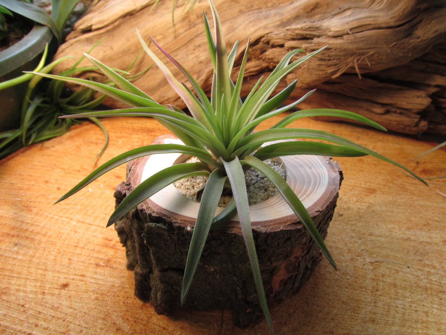 live edge wood stump air plant holder decorative and stylish