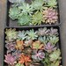 RESERVED for Cynthia: 30 rosette only cuts with 2day express shipping