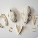 Lot of Small Skulls and Jaw Bones
