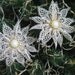 Set of 2 Beige Lace Snowflake Christmas Holiday Tree Ornament