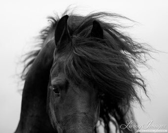 Friesian's Eye - Fine Art Horse Photograph - Horse - Friesian - Black and White - Fine Art Print