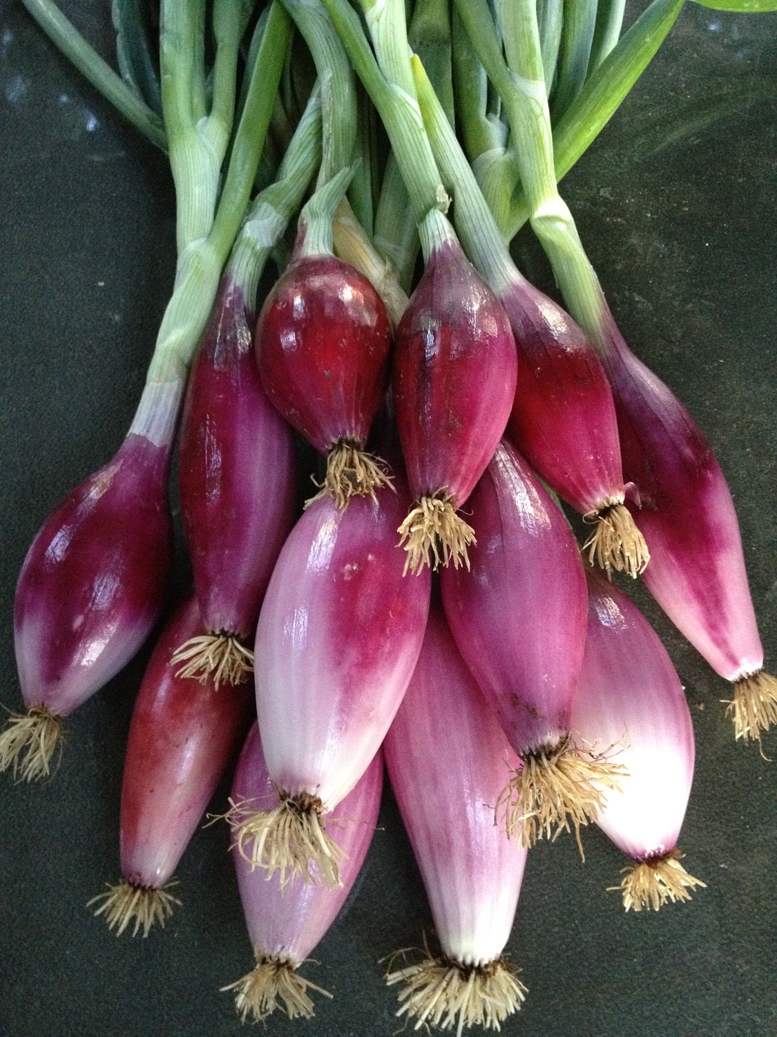 Italian Onion Red of Florence Heirloom Torpedo Type Variety