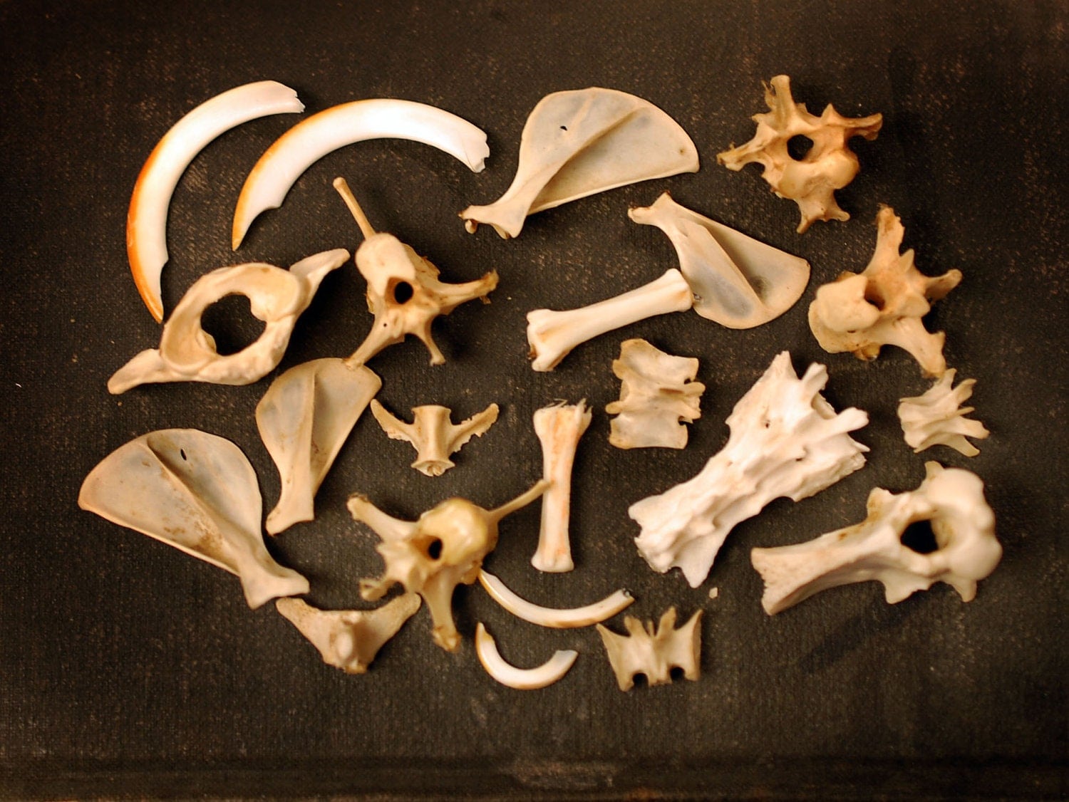 Кости остатки животных. Гребни на костях животных изменчивы