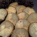 Black olive Natural Tree trunk slices
