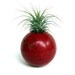 Repurposed Croquet Ball with Air Plant