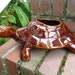 Brown Glazed Large Turtle - Tortoise Planter, Large CHK