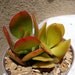 Golden Jade Crassula Ovata "Hummel's Sunset"
