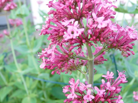 Centranthus Jupiter's Beard Red Valerian by GranMarysHerbGarden