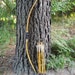 Buffalo Bow set, Osage and Bamboo, 46lb at 17", archery set comes with arrows