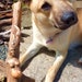 Joy, Roots & Shells, Driftwood Sculpture