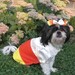 Candy Corn Unique Dog Costume size Medium