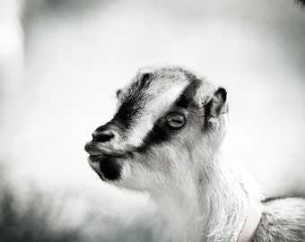 Baby goat, cute kid, cuddly with black & white stripes, farm animals ...