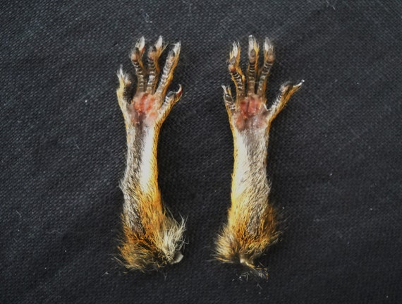 2 Real Squirrel Chipmunk Paws Taxidermy small hand bones