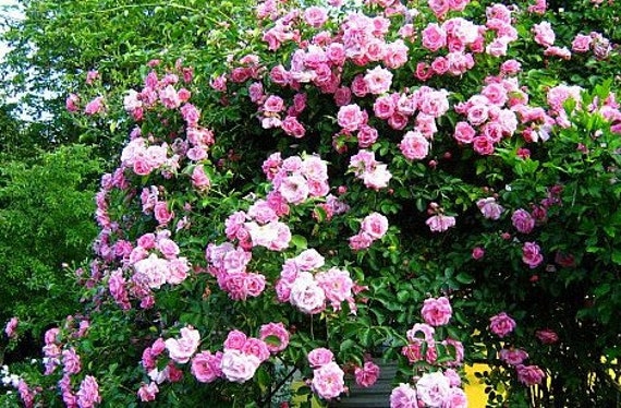 Heirloom 300 Climbing Rose Seeds Climber Roses Pink Perennials