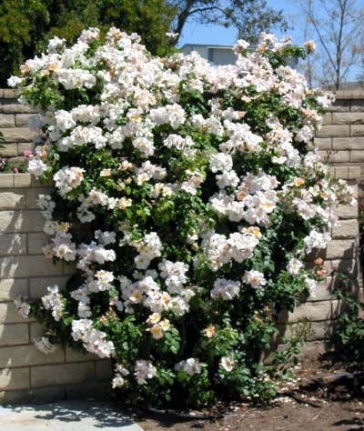 Heirloom 300 Climbing Rose Seeds Climber Pure White Perennials