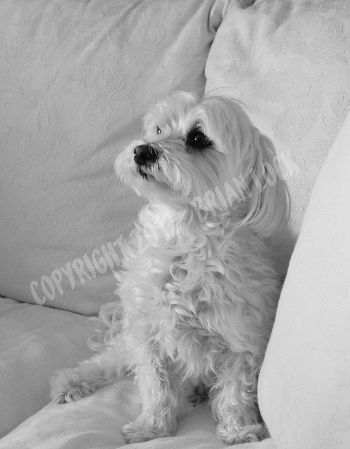 FREE SHIPPING Maltese Dog Black and White Photograph Dog