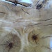 Radiant Poplar Stump table