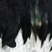 One Yard Black Iridescent Rooster Coque Hackle Feather Trim Fringe Height 5-6''