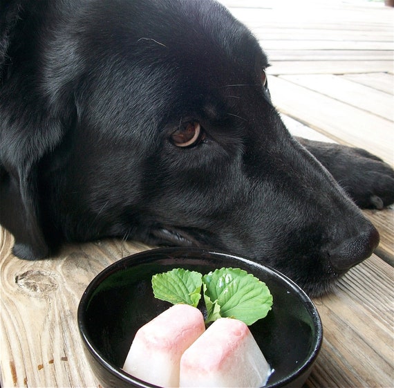 Bacon N' Cheese Frozen Dog Treat Mix make at home frozen