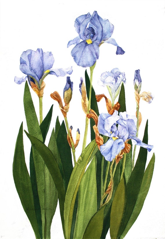Iris Notecards Set of Six Watercolor Painting Reproductions